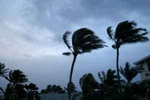 Hurricane-and-Palms